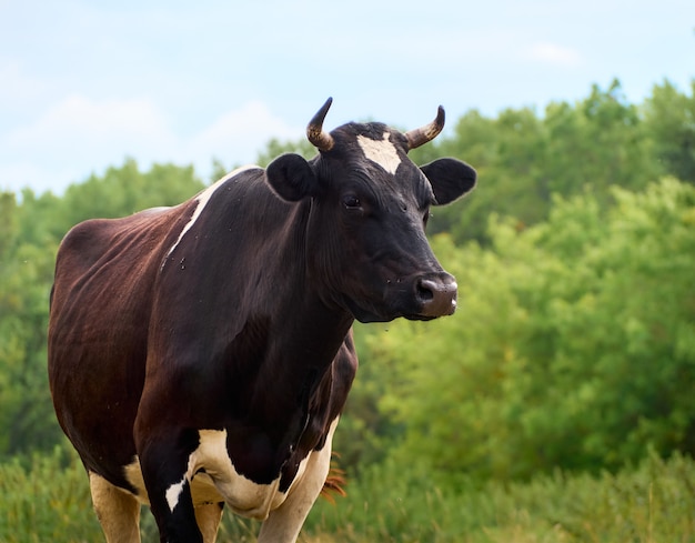 Vache paissant dans les pâturages.