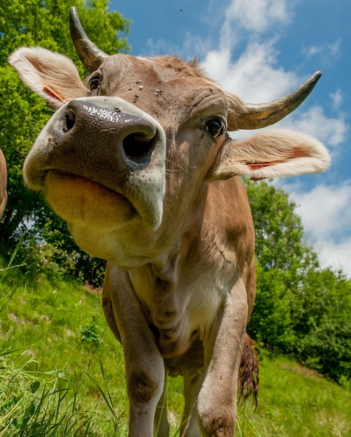 Vache paissant dans les pâturages