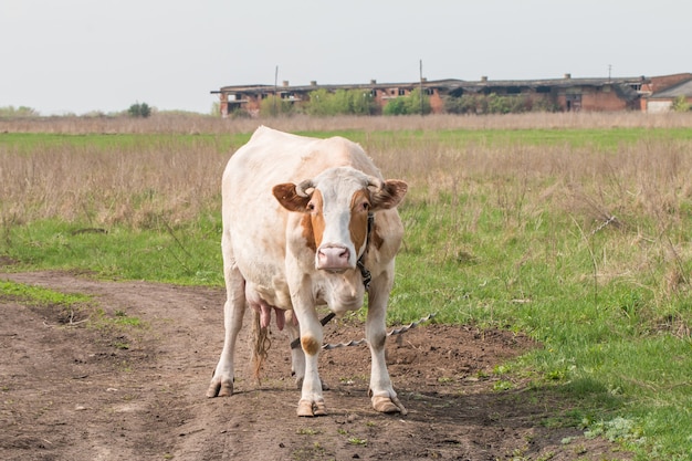 Vache paissant dans un pré en été