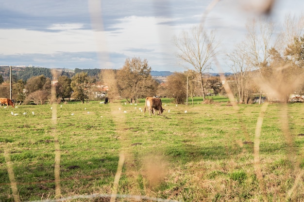 Photo vache paissant dans le pré