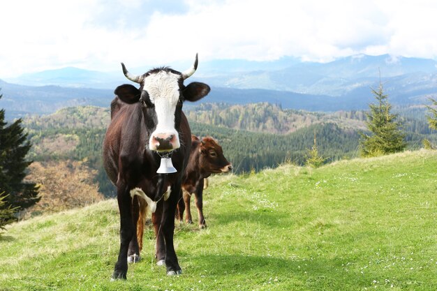 Vache paissant sur la prairie de montagne