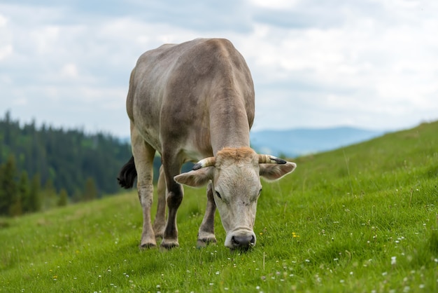 Vache paissant sur prairie en montagne.