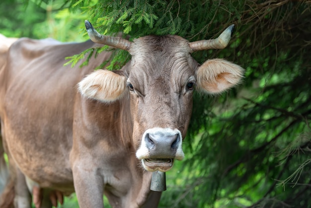 Vache paissant sur le pré dans la forêt de montagne. Bétail sur un pâturage