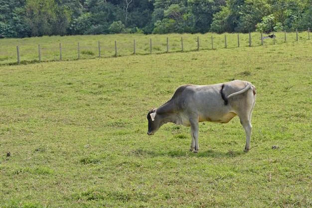 Vache paissant