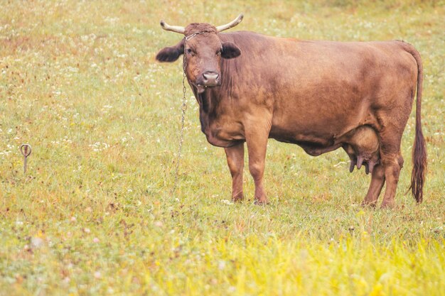 Photo une vache paît sur un beau pâturage vert une vache brune paît dans un pré près d'une montagne un jour d'été