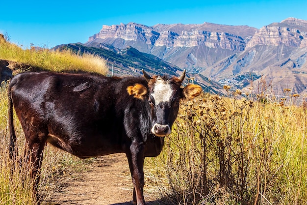 La vache paît dans le pré