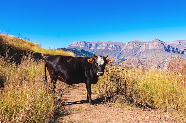 La vache paît dans le pré