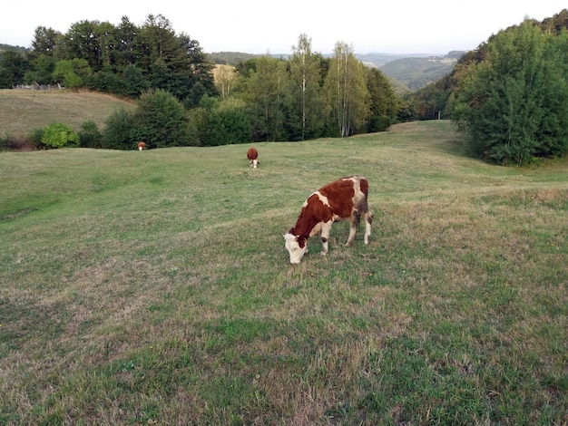 Vache sur un pâturage d&#39;été