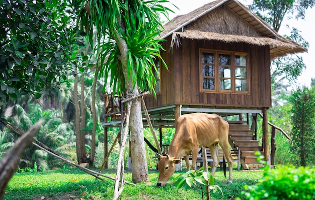 Vache, pâturage, herbe, autour de, maison