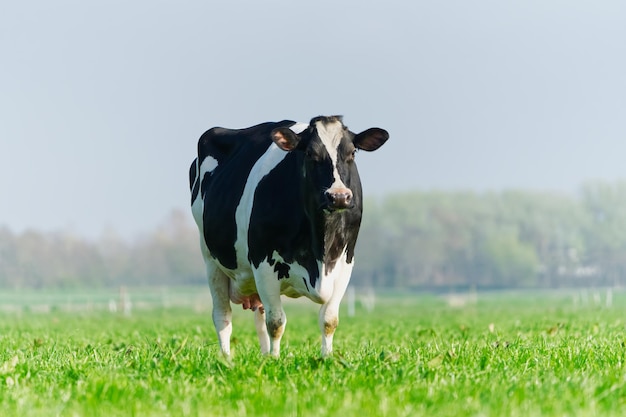 Vache sur la pelouse vache tachetée broutant sur une belle prairie verte vache holstein se reposant dans un pré