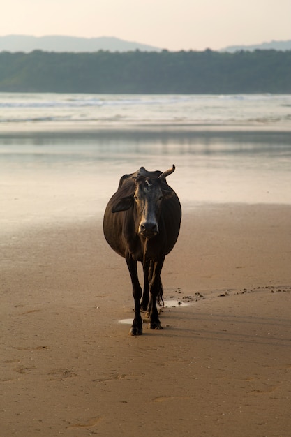 Photo vache à la plage agonda à goa, en inde