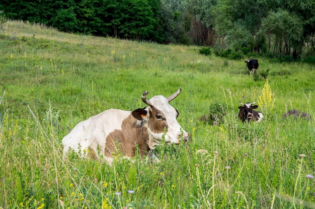 Vache sur un pré dans le portrait en gros plan d'herbe. Photo d'été d'une vache au pâturage