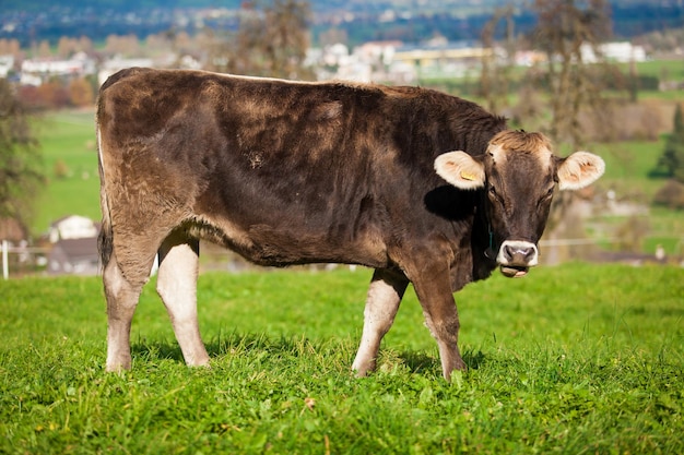 Vache sur un pré vert d'été Vaches sur un champ vert Vache suisse