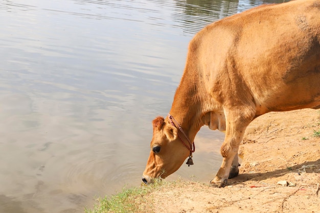 Vache qui boit de l'eau dans l'étang