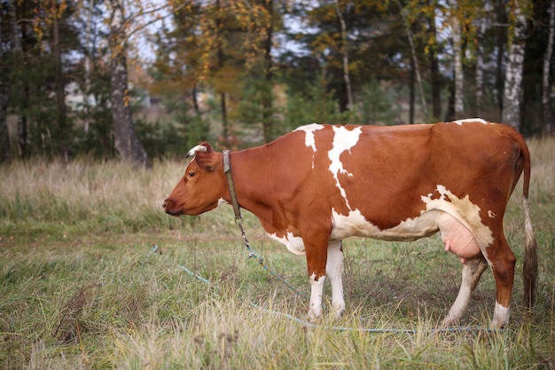 Vache rouge et blanche broutant sur fond de verdure