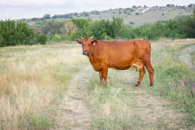 Vache Rouge Dans Le Pré, Agriculture