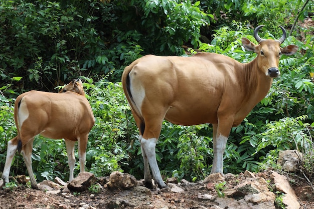 La vache rouge femelle et bébé dans le jardin de la nature