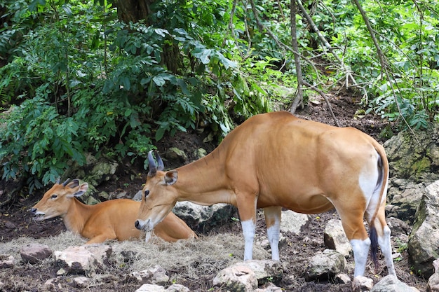 La vache rouge femelle et bébé dans le jardin de la nature