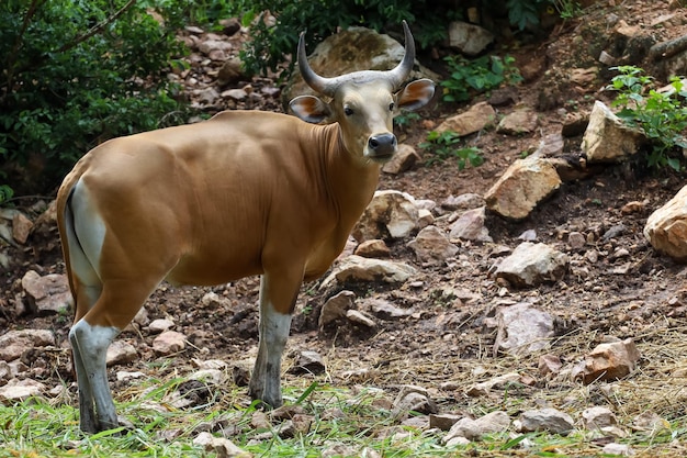 La vache rouge mâle dans le jardin de la nature