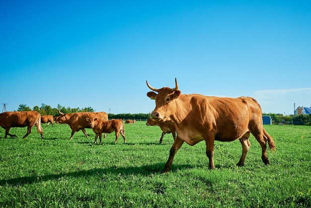 Vache rouge sur les pâturages d'été