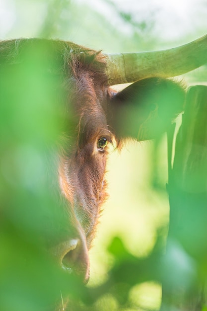 Photo vache salers rouge observant à travers la photographie verticale du feuillage éclairé