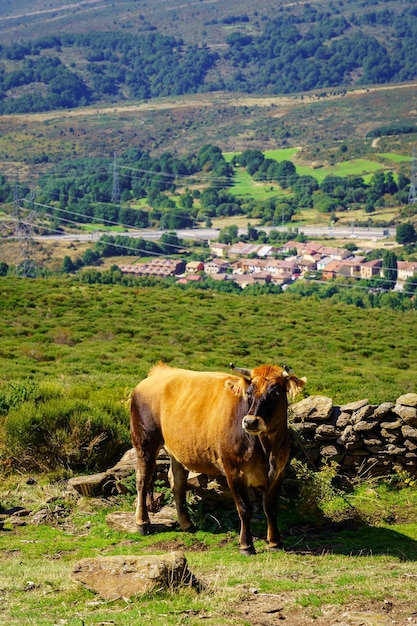 Vache sauvage paissant dans les montagnes avec un village plein de maisons en arrière-plan.