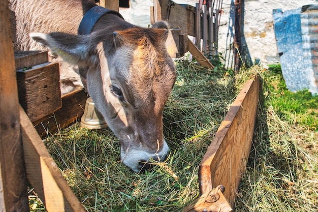 Une vache se nourrit de l'herbe d'une mangeoire