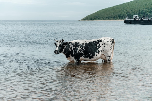 La vache se refroidit va se baigner en prenant un bain et debout dans la mer