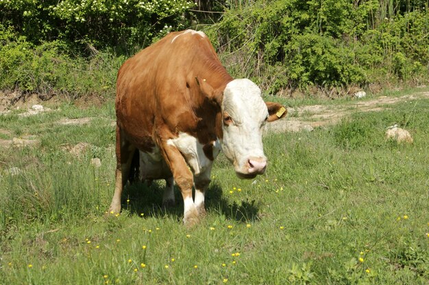 Vache se répandant dans la nature