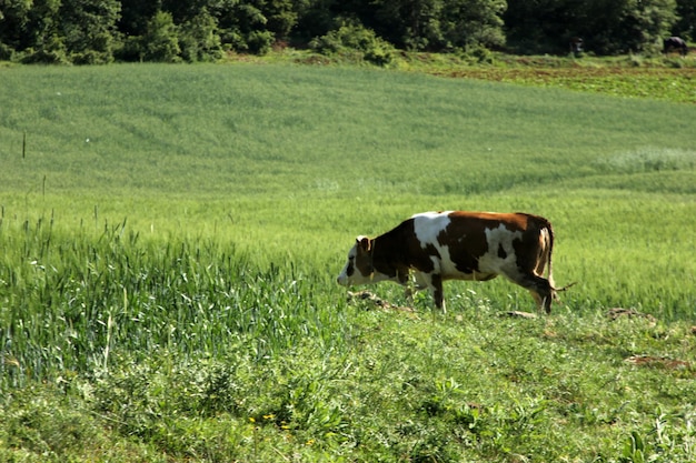 Vache se répandant dans la nature