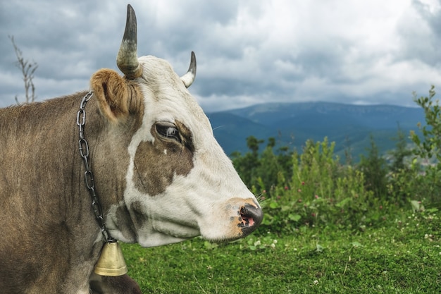 La vache se trouve sur une prairie alpine dans les montagnes.