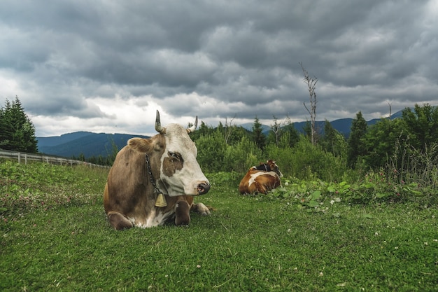 La vache se trouve sur une prairie alpine dans les montagnes.