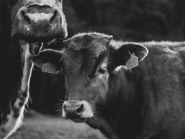 Une vache avec son fils dans le domaine