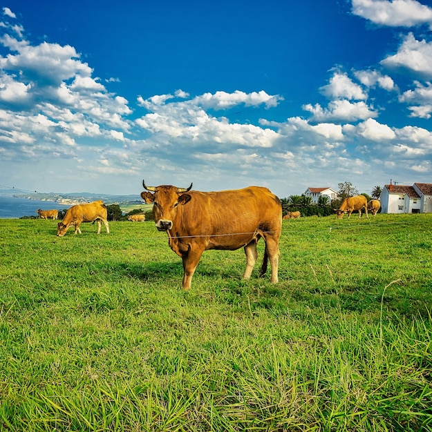 la vache sur le springfield avec des nuages dans le ciel