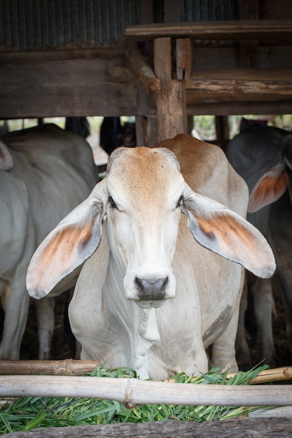 Photo vache en stalle