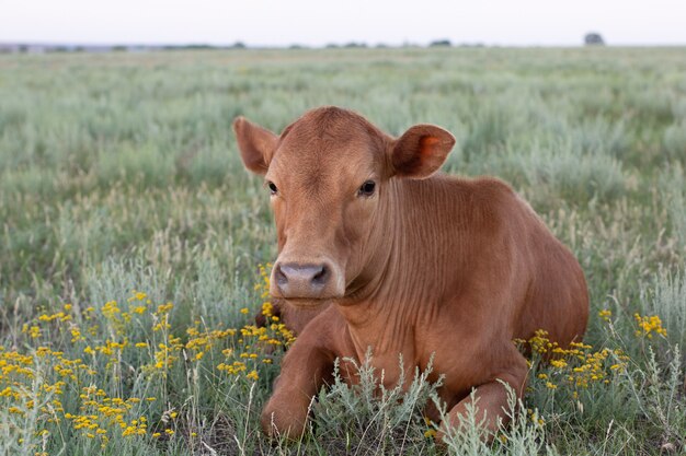 Vache des steppes se reposant parmi l'herbe séchée de la chaleur