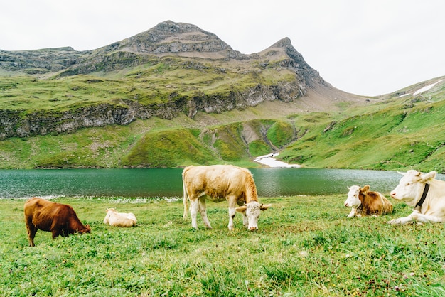 Vache en Suisse Alpes montagne Grindelwald First