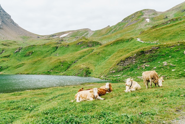 Vache en Suisse Alpes montagne Grindelwald First