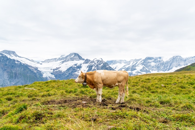 Vache en Suisse Alpes montagne Grindelwald First