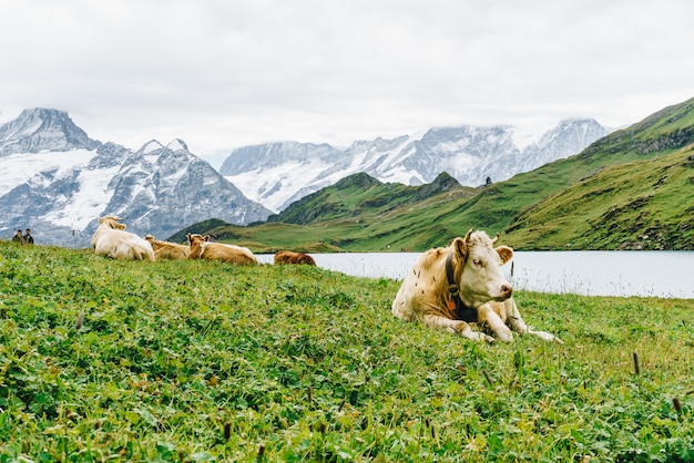 Vache en Suisse Alpes montagne Grindelwald First