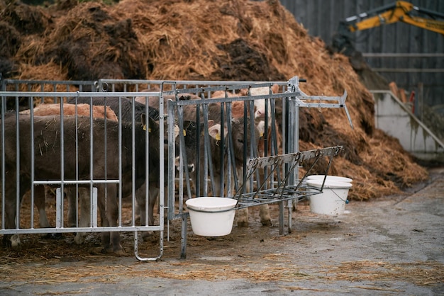 Une vache suisse avec une étiquette à la ferme Concept de fabrication de fromage en Suisse