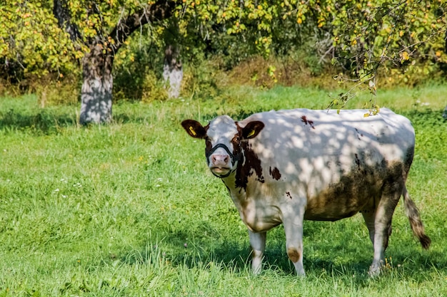 Vache tachetée broute dans un pré vert