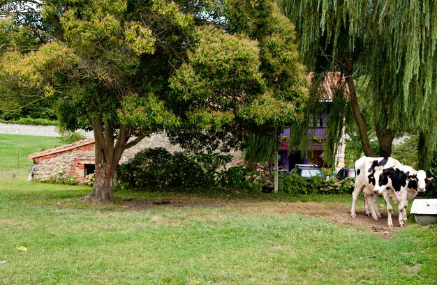 Vache tachetée paissant dans un pré