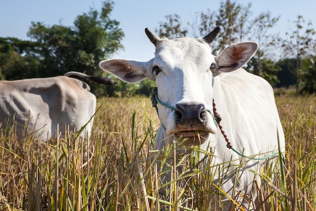 Vache de Thaïlande