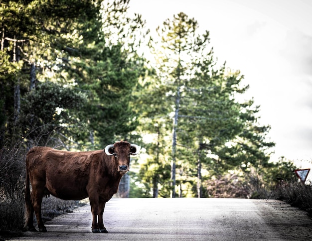 vache traversant la route sur la montagne