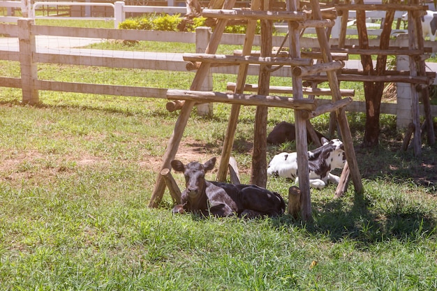 Vache et veau à la ferme sur fond de nature