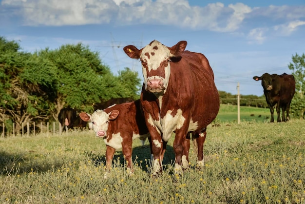 Vache avec veau La Pampa Argentine