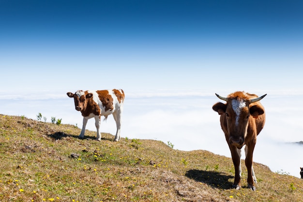 Vache et veau pâturage dans les montagnes madère