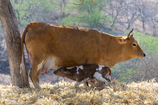 Vache avec veau