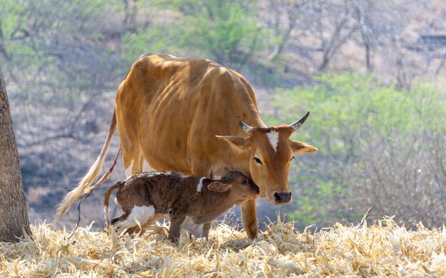 Vache avec veau